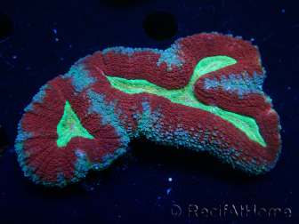 WYSIWYG - Lobophyllia sp 21 (Skeleton 3 cm)