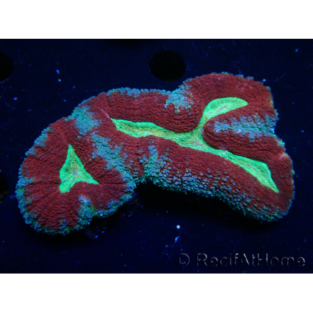 WYSIWYG - Lobophyllia (3 cm)