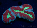 WYSIWYG - Lobophyllia (3 cm)