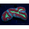 WYSIWYG - Lobophyllia (3 cm)