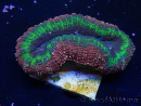WYSIWYG - Lobophyllia sp 23 (Skeleton 3 cm)
