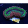 WYSIWYG - Lobophyllia(Skeleton 3 cm)