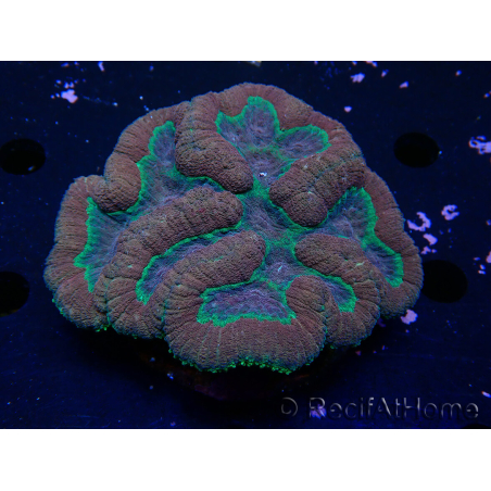 WYSIWYG - Lobophyllia sp 24 (Skeleton 4 cm)