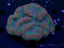 WYSIWYG - Lobophyllia (4 cm)