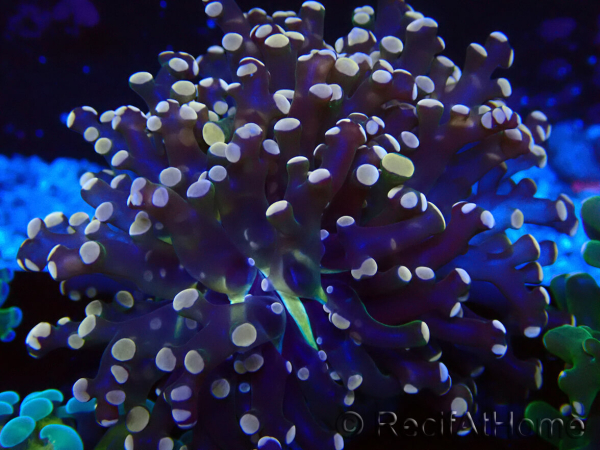 WYSIWYG Euphyllia paradivisa (Mariculture acclimaté sous LED) 10G1