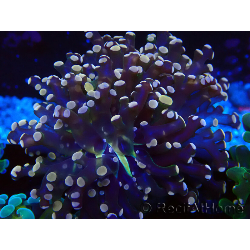 WYSIWYG Euphyllia paradivisa (Mariculture acclimaté sous LED) 10J1