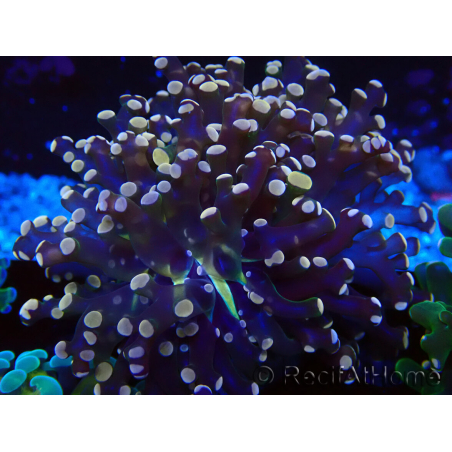 WYSIWYG Euphyllia paradivisa (Mariculture acclimaté sous LED) 10J1