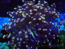 WYSIWYG Euphyllia paradivisa (Mariculture acclimaté sous LED) 10G1