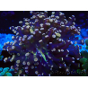 WYSIWYG Euphyllia paradivisa (Mariculture acclimaté sous LED) 10G1