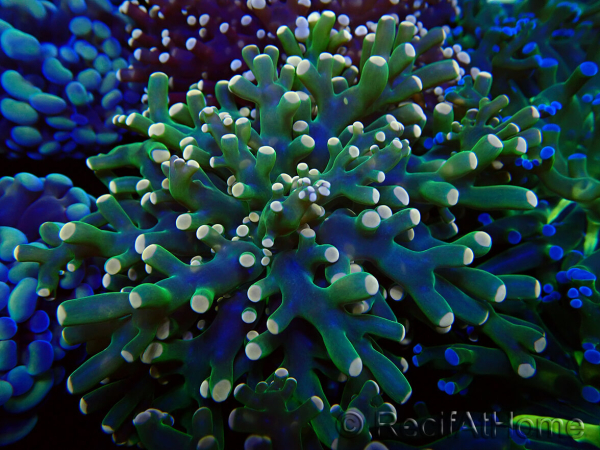 WYSIWYG Euphyllia paradivisa (Mariculture acclimaté sous LED) 10G5