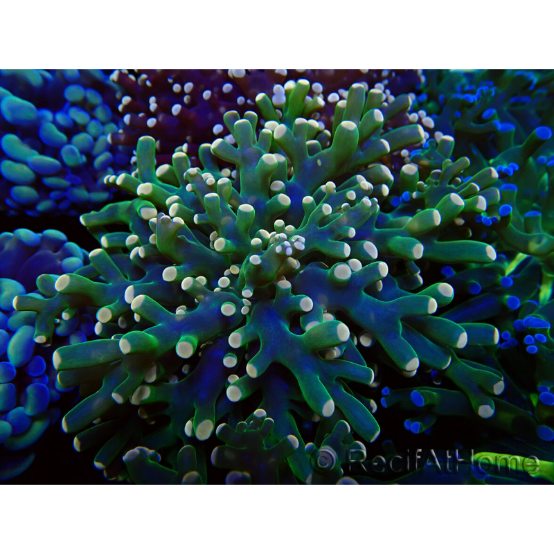 WYSIWYG Euphyllia paradivisa (Mariculture acclimaté sous LED) 10J5
