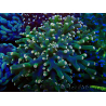 WYSIWYG Euphyllia paradivisa (Mariculture acclimaté sous LED) 10J5