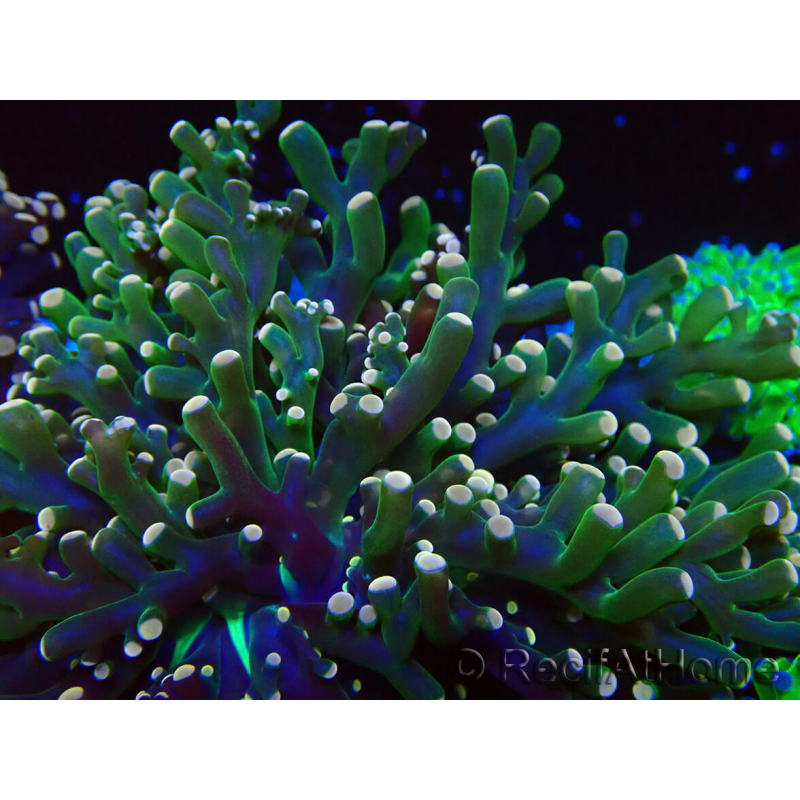 WYSIWYG Euphyllia paradivisa (Marikultur akklimatisiert unter LED) 10J6