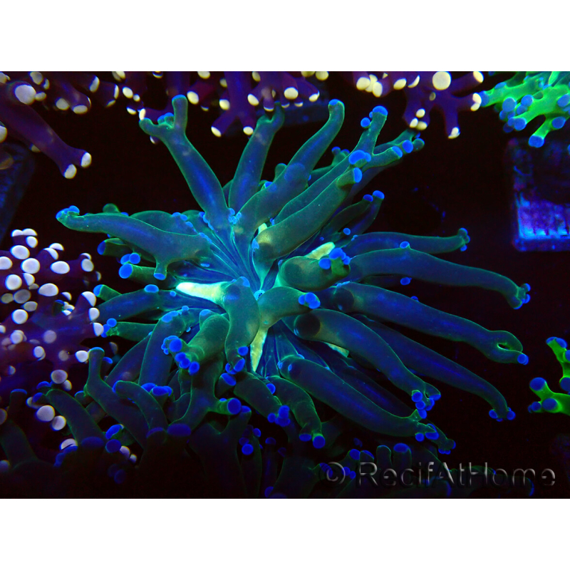 WYSIWYG Euphyllia paradivisa (Mariculture acclimaté sous LED) 4H1