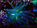 WYSIWYG Euphyllia paradivisa (Mariculture acclimaté sous LED)