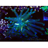 WYSIWYG Euphyllia paradivisa (Mariculture acclimaté sous LED) 4H1