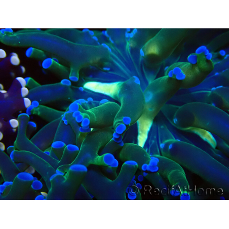 WYSIWYG Euphyllia paradivisa (Mariculture acclimaté sous LED)
