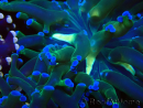 WYSIWYG Euphyllia paradivisa (Mariculture acclimaté sous LED) 4H1