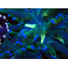 WYSIWYG Euphyllia paradivisa (Mariculture acclimaté sous LED) 4H1