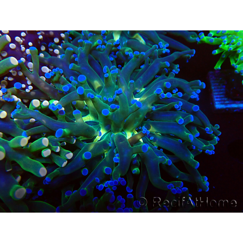 WYSIWYG Euphyllia paradivisa (Mariculture acclimaté sous LED) 4H2
