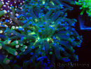 WYSIWYG Euphyllia paradivisa (Maricoltura acclimatata sotto LED)