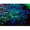 WYSIWYG Euphyllia paradivisa (Mariculture acclimaté sous LED) 4H2