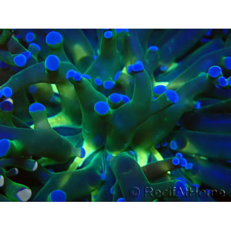 WYSIWYG Euphyllia paradivisa (Mariculture acclimated under LED)