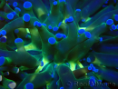 WYSIWYG Euphyllia paradivisa (Mariculture acclimaté sous LED)