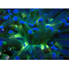 WYSIWYG Euphyllia paradivisa (Mariculture acclimaté sous LED) 4H2