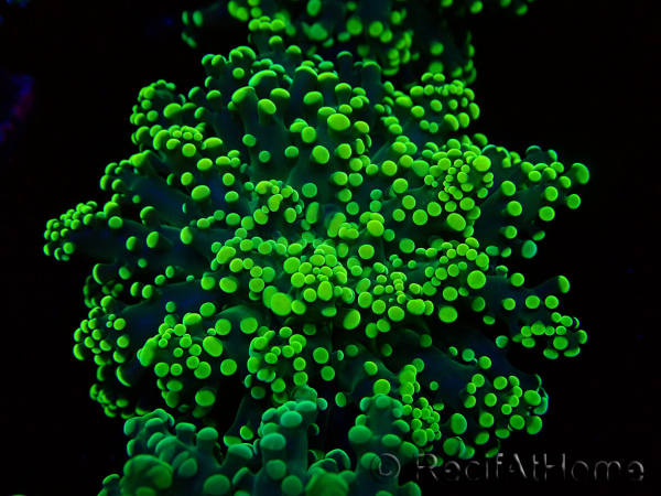 WYSIWYG Euphyllia yaeyamaensis (Mariculture acclimaté sous LED) 10I2