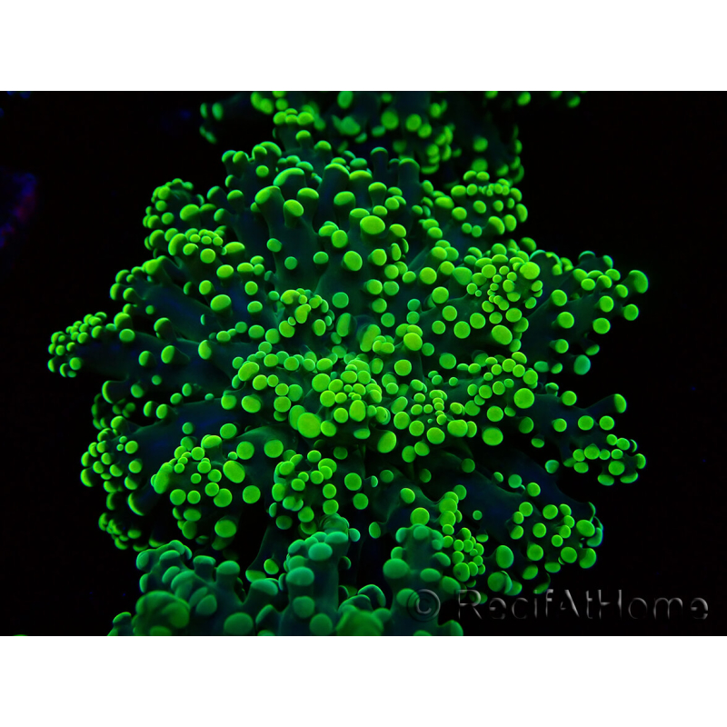WYSIWYG Euphyllia yaeyamaensis (Mariculture acclimaté sous LED) 10I2