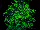 WYSIWYG Euphyllia yaeyamaensis (Mariculture acclimated under LED) 10I2