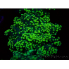 WYSIWYG Euphyllia yaeyamaensis (Mariculture acclimaté sous LED) 10I2