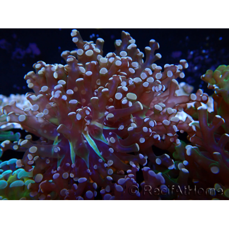 WYSIWYG Euphyllia paradivisa (Mariculture acclimaté sous LED) 10J1