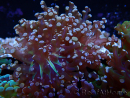 WYSIWYG Euphyllia paradivisa (Mariculture acclimaté sous LED) 10G1