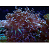 WYSIWYG Euphyllia paradivisa (Mariculture acclimaté sous LED) 10G1