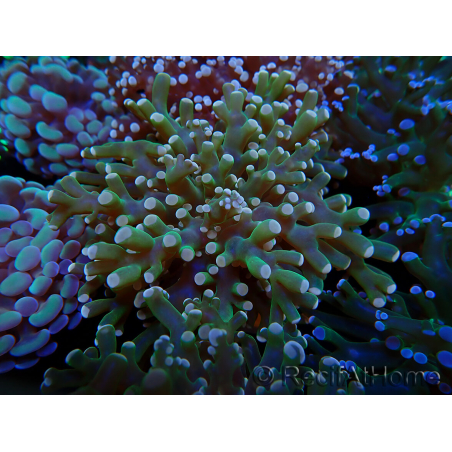 WYSIWYG Euphyllia paradivisa (Mariculture acclimaté sous LED) 10J5