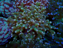 WYSIWYG Euphyllia paradivisa (Mariculture acclimaté sous LED) 10J5