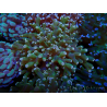 WYSIWYG Euphyllia paradivisa (Mariculture acclimaté sous LED) 10G5