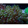 WYSIWYG Euphyllia paradivisa (Cultivado en maricultura aclimatado bajo LED) 10J6