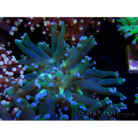 WYSIWYG Euphyllia paradivisa (Maricoltura acclimatata sotto LED)