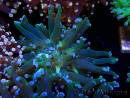WYSIWYG Euphyllia paradivisa (Maricultura aclimatada bajo LED)