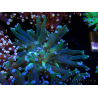 WYSIWYG Euphyllia paradivisa (Mariculture acclimaté sous LED) 4H1