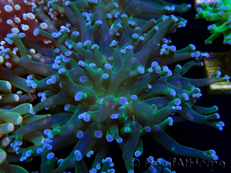 WYSIWYG Euphyllia paradivisa (Maricoltura acclimatata sotto LED)