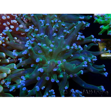 WYSIWYG Euphyllia paradivisa (Maricoltura acclimatata sotto LED)