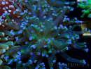 WYSIWYG Euphyllia paradivisa (Maricoltura acclimatata sotto LED)