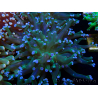 WYSIWYG Euphyllia paradivisa (Mariculture acclimaté sous LED) 4H2