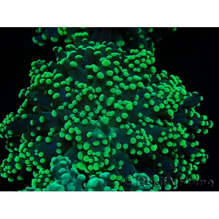 WYSIWYG Euphyllia yaeyamaensis (Mariculture acclimaté sous LED) 10I2