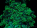 WYSIWYG Euphyllia yaeyamaensis (Mariculture acclimated under LED) 10I2