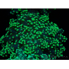 WYSIWYG Euphyllia yaeyamaensis (Mariculture acclimaté sous LED) 10I2